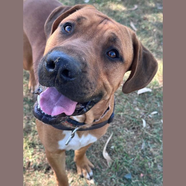 Photo of Big Boy