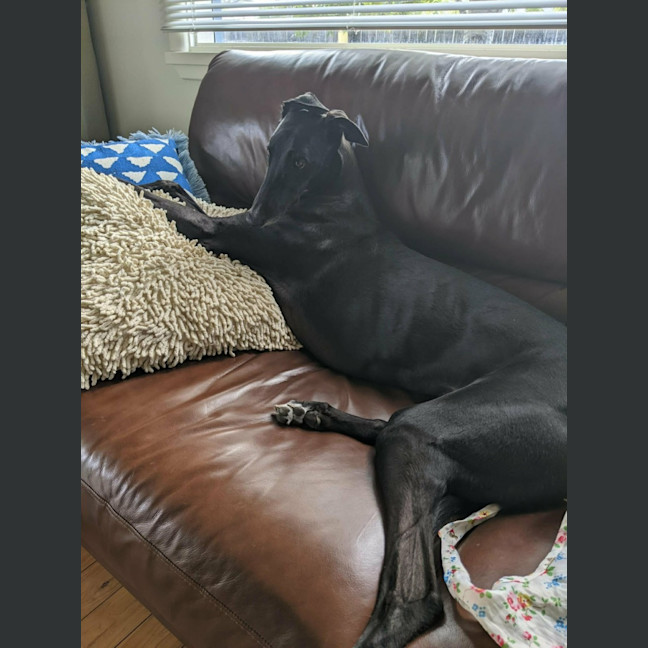 Photo of Cassie, The Greyhound