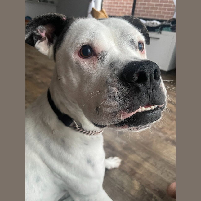 Photo of Nala