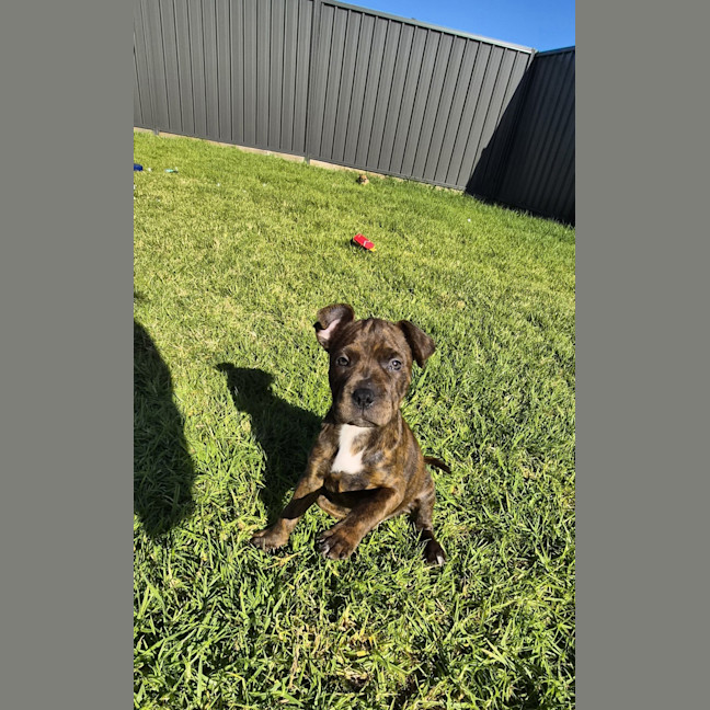 Photo of Koopa