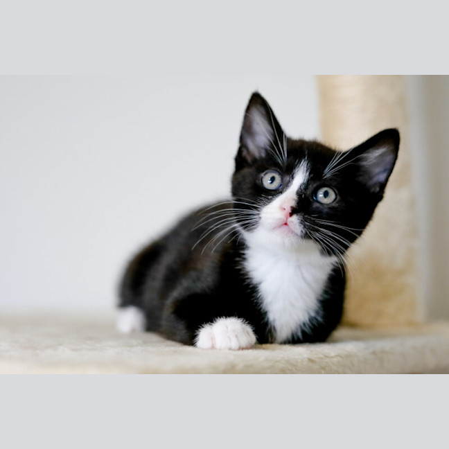 Photo of Domino