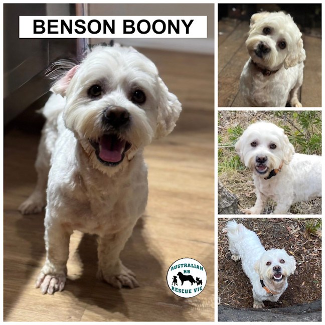 Photo of Benson Boony 