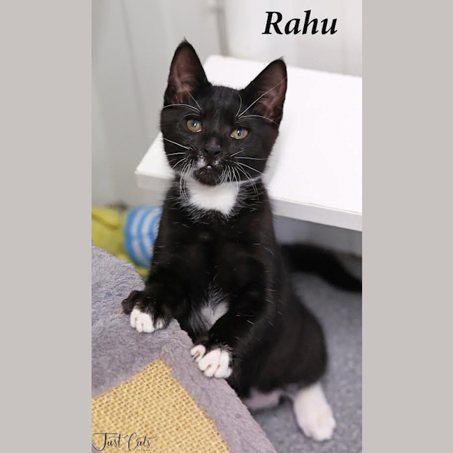 Photo of Rahu