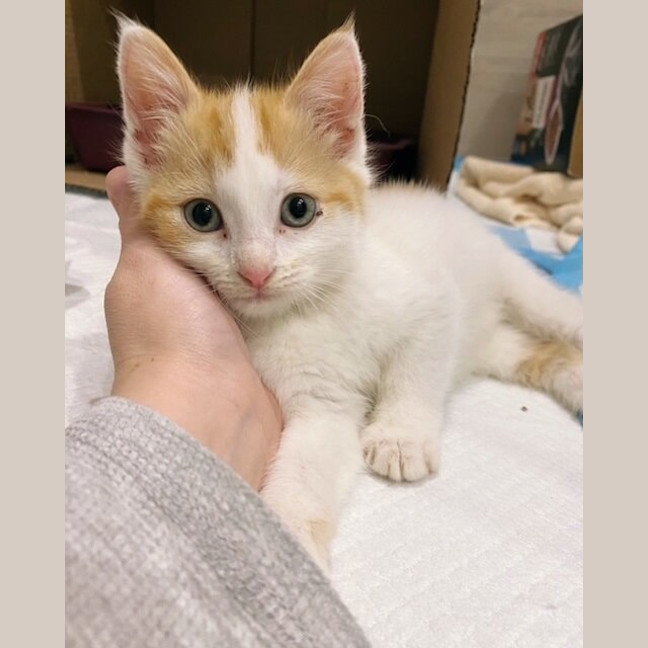 Photo of Freya