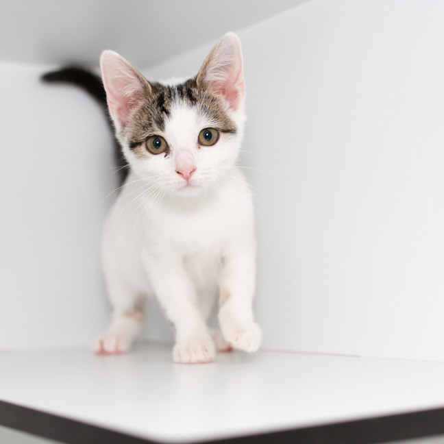 Photo of Pepper June