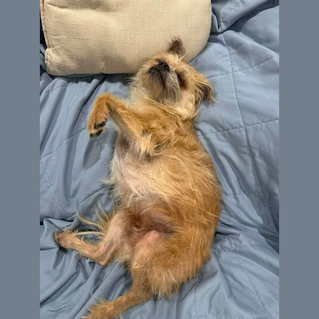 Photo of Otis   7 Year Old Brussels Griffon