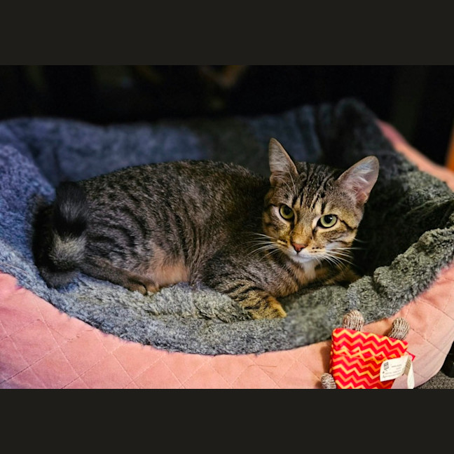 Photo of Remi *9 Lives Project Rescue*