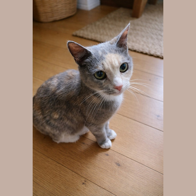 Photo of ✩°｡ Astrid ✩°｡ 