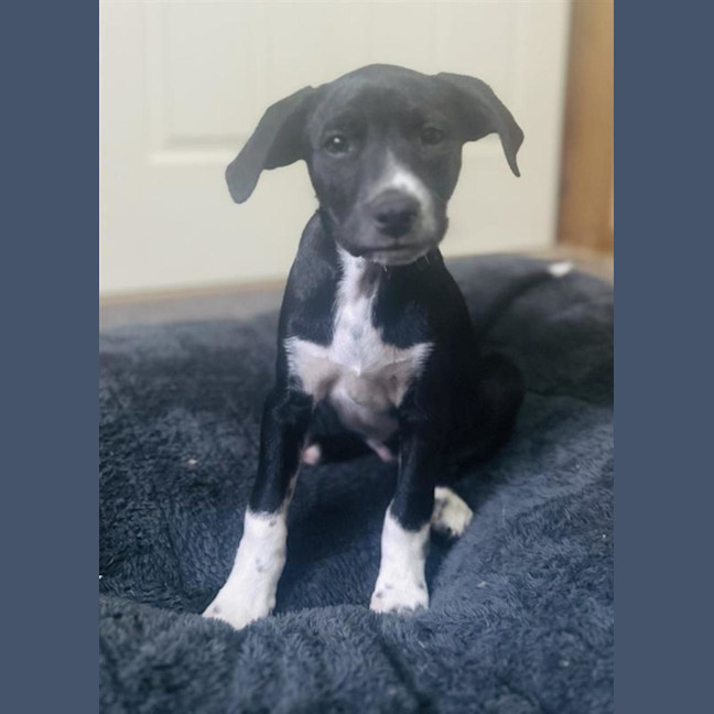 Photo of Dottie