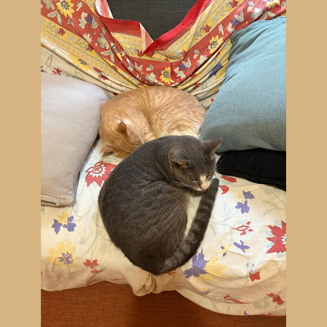 Photo of Max & Fudge   5 Year Old Domestic Short Hair