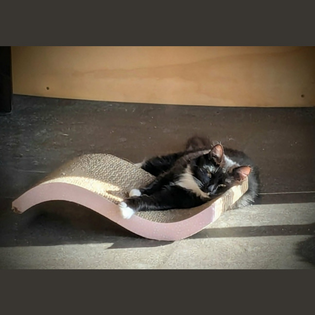 Photo of Opal *9 Lives Project Rescue*