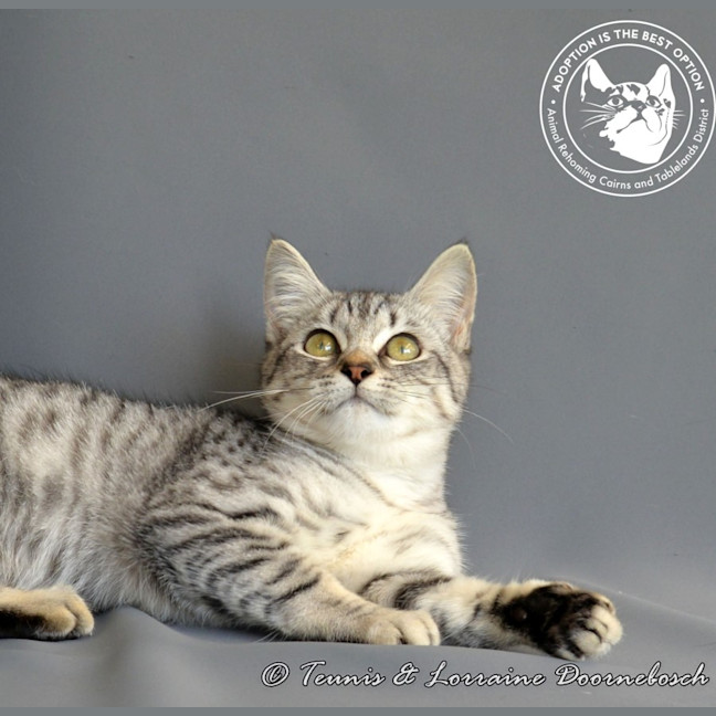 Photo of Twinkletoez