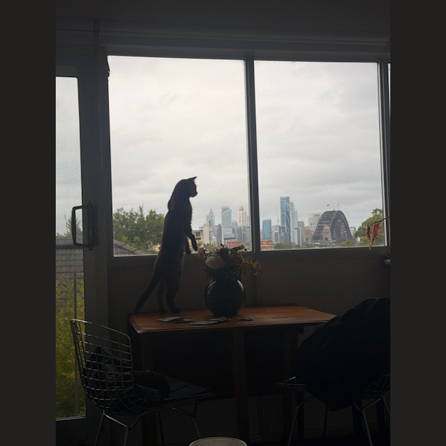 Photo of Muffin 🧁