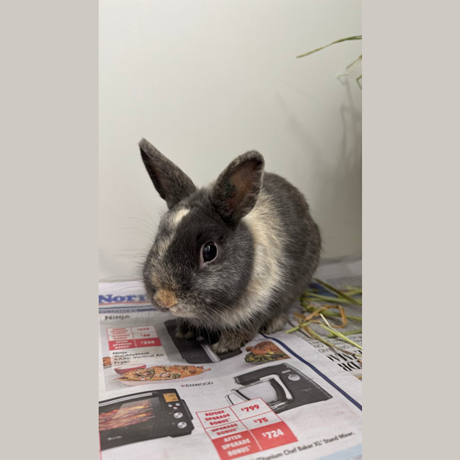 Photo of Waffle