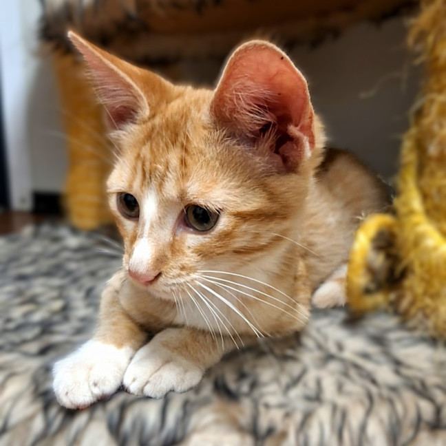 Photo of Gizmo