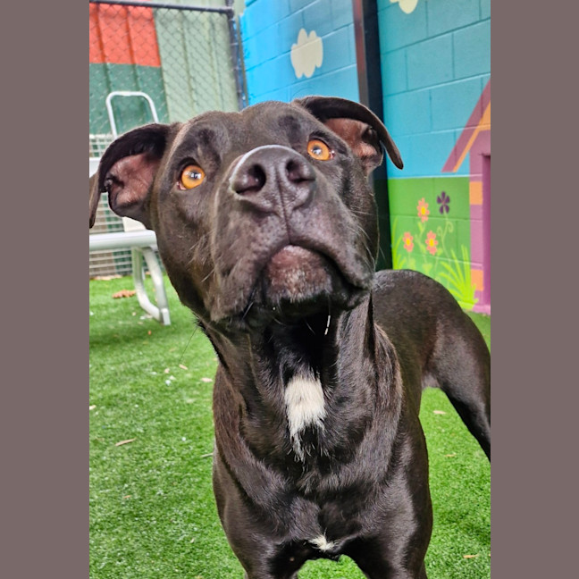 Photo of D1052 Hutch