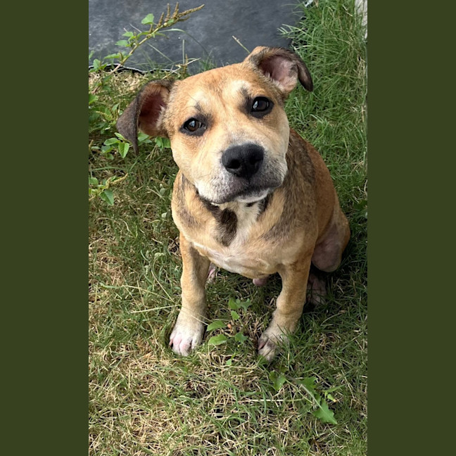 Photo of Dobby (9182)