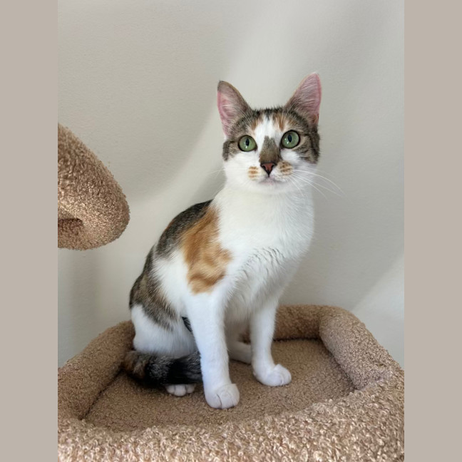 Photo of Blossom