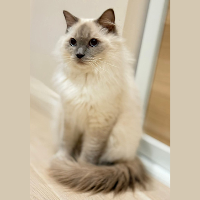 Photo of Nimbus