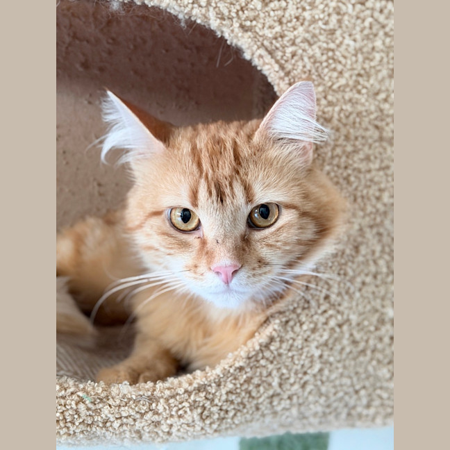 Photo of Gingerbread