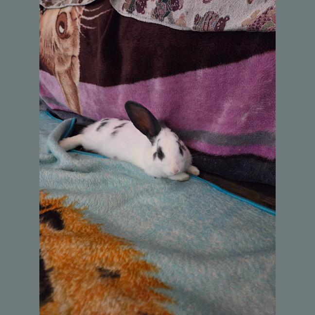 Photo of Chester