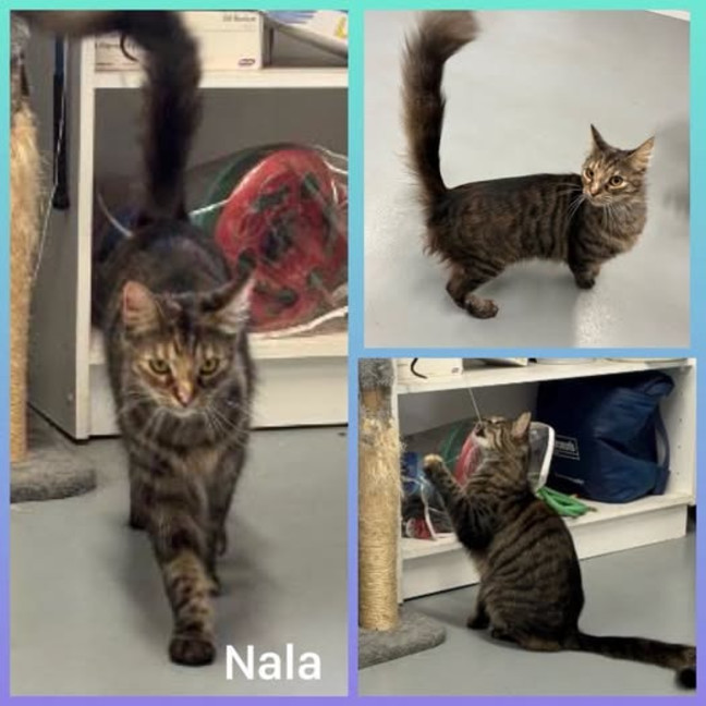 Photo of Nala