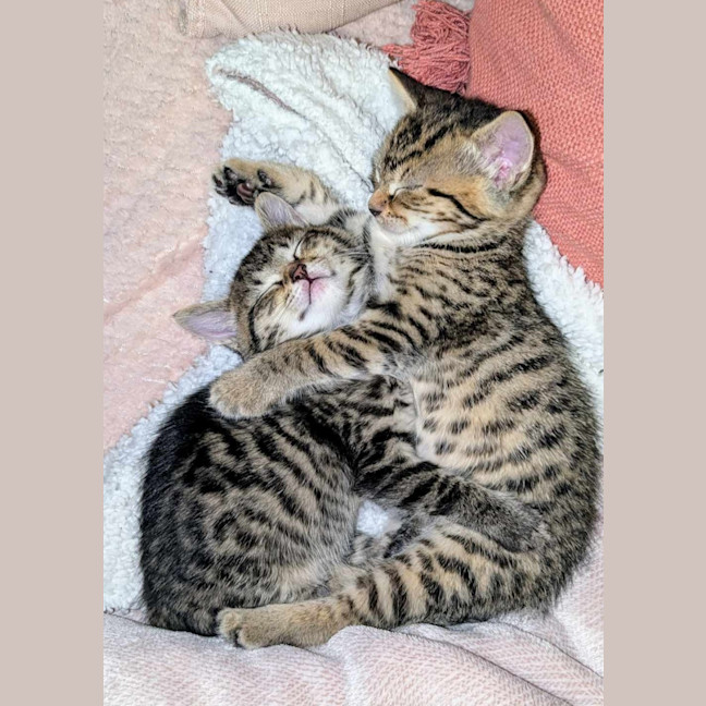 Photo of Rosie & Bailey 