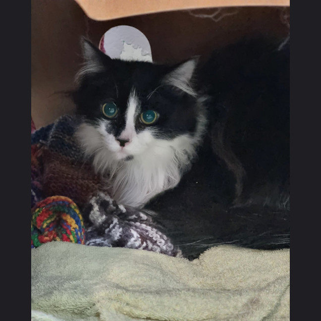 Photo of Cosmo