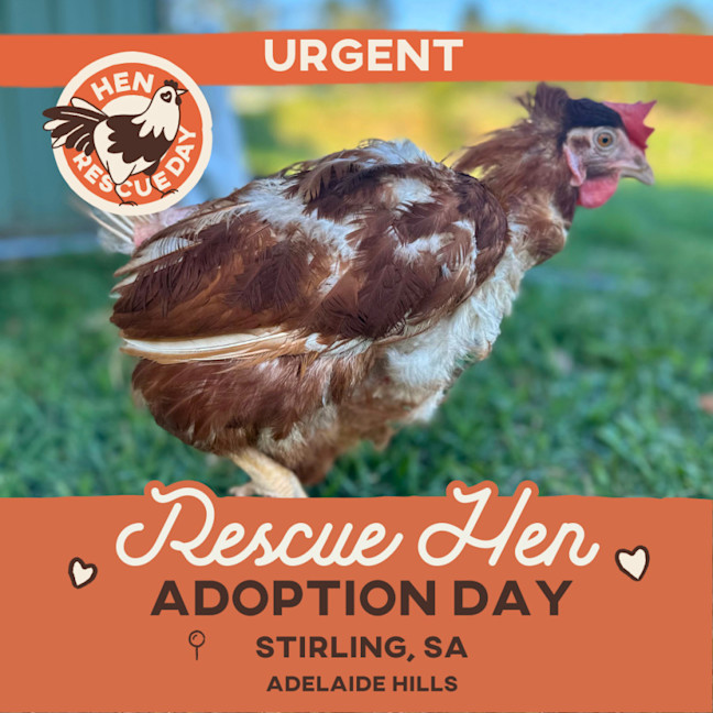 Photo of Stirling, Sa   Rescue Hens   Adoption Day