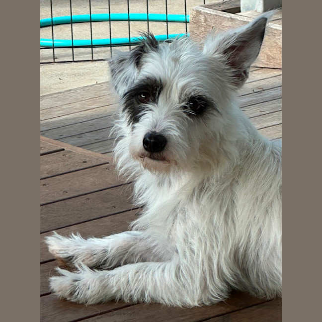 Photo of Jazz