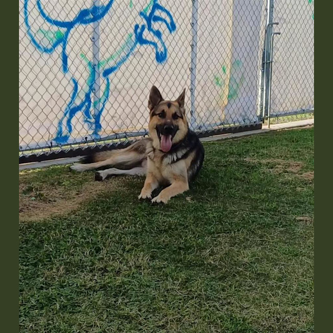 Photo of Wolfie