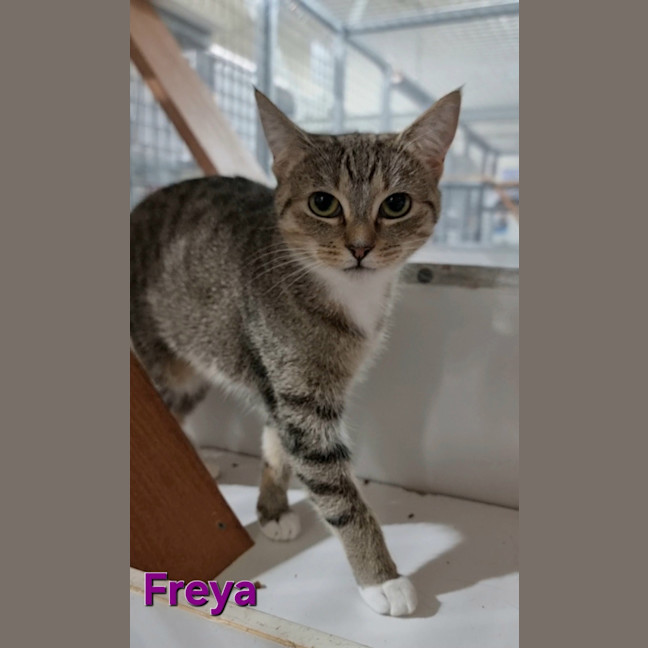 Photo of Freya
