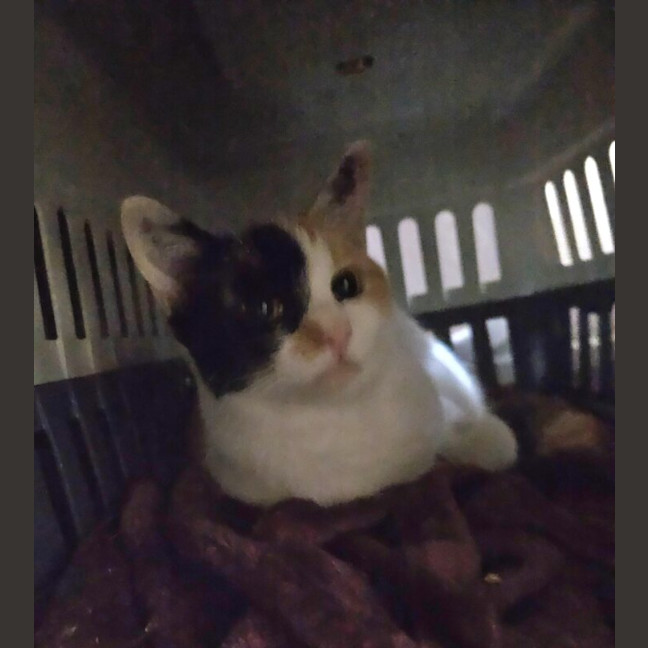 Photo of Patch