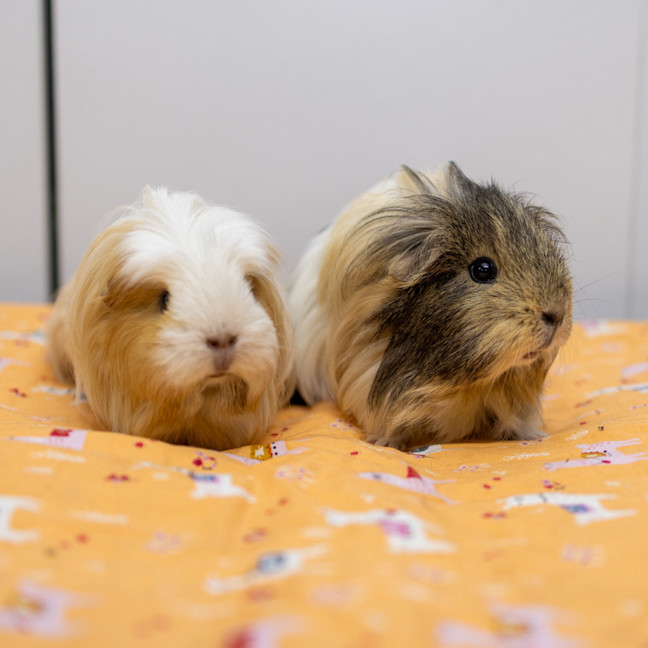 Photo of Creampuff