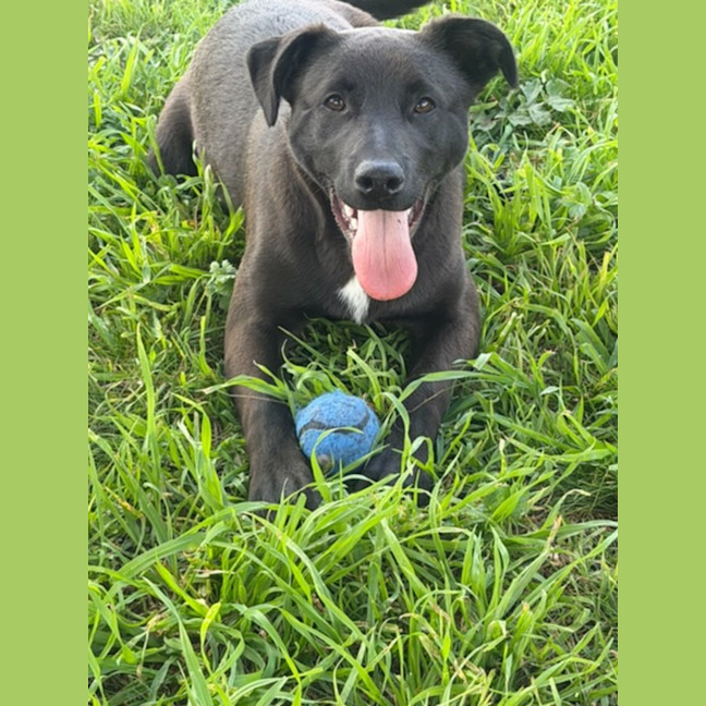 Photo of Shadow