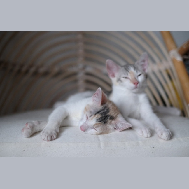 Photo of Flossie And Buttons