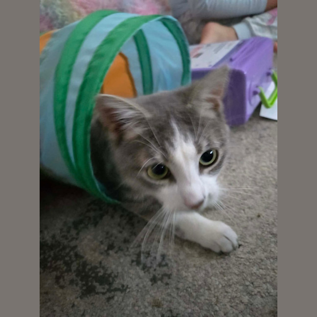 Photo of Toby