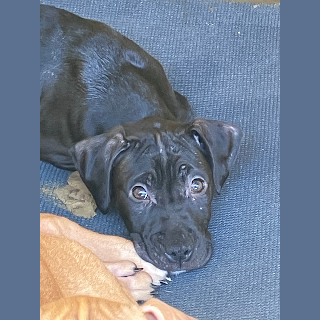 Photo of Bug
