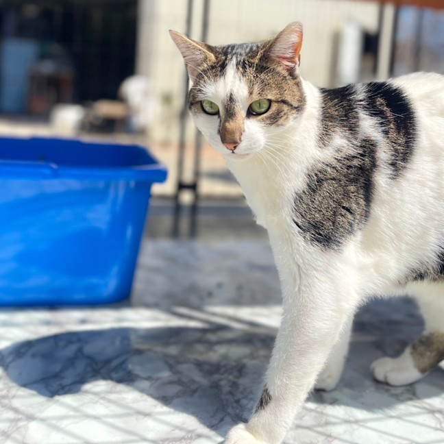 Photo of Tinsey