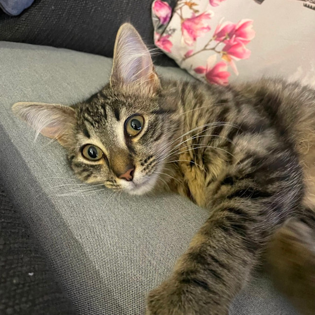 Photo of K1596 Kiki