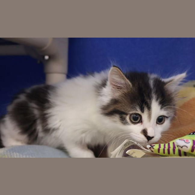 Photo of Moogie