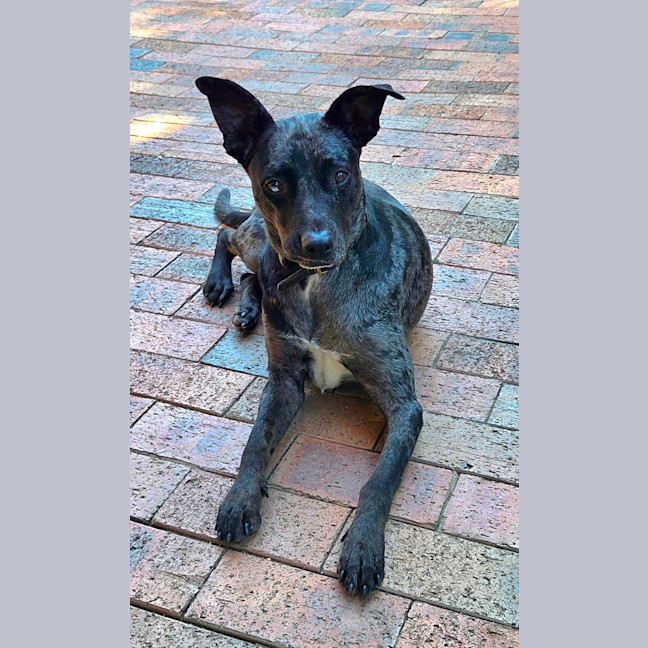 Photo of Luna 