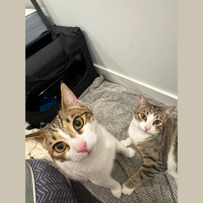 Photo of Artemis & Apollo