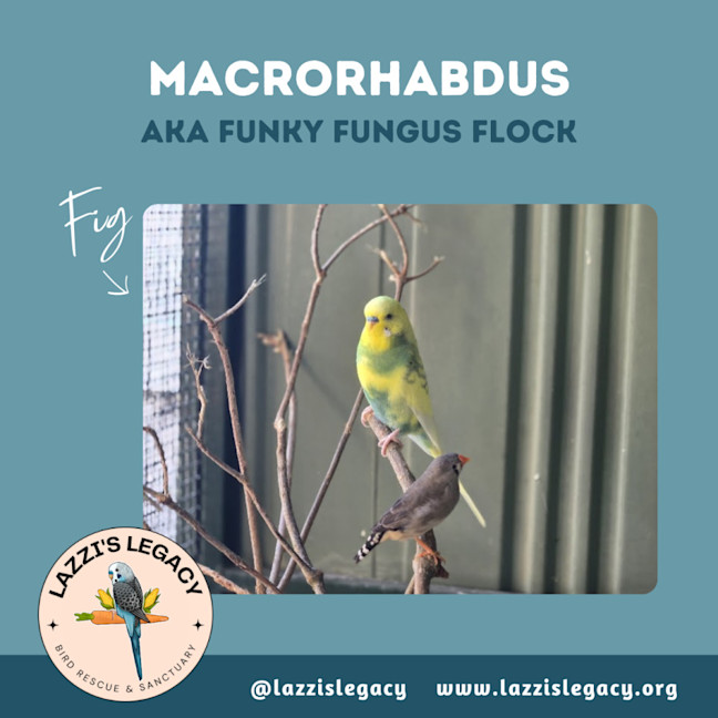 Photo of Macrohabdus (Agy, Megabacteria) Flock