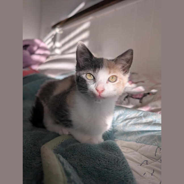 Photo of Bluey