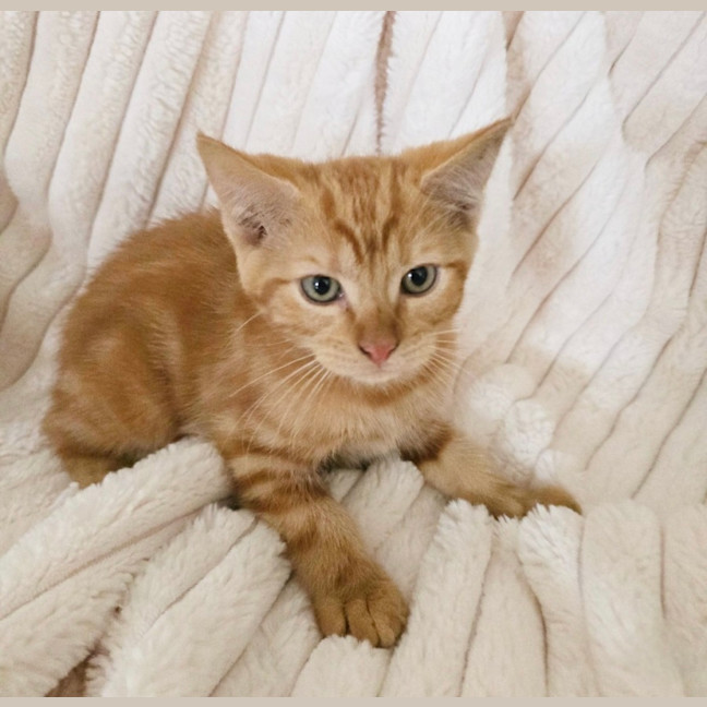 Photo of Finnegan 