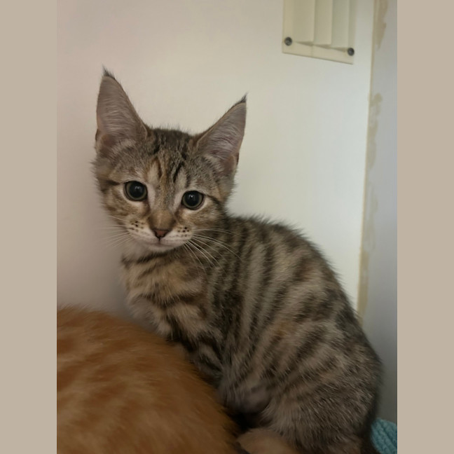 Photo of Tiki