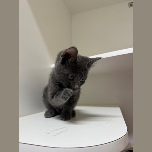 Photo of Chrome