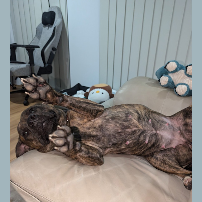 Photo of Daisy