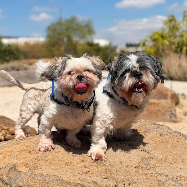 Photo of Milly & Billy